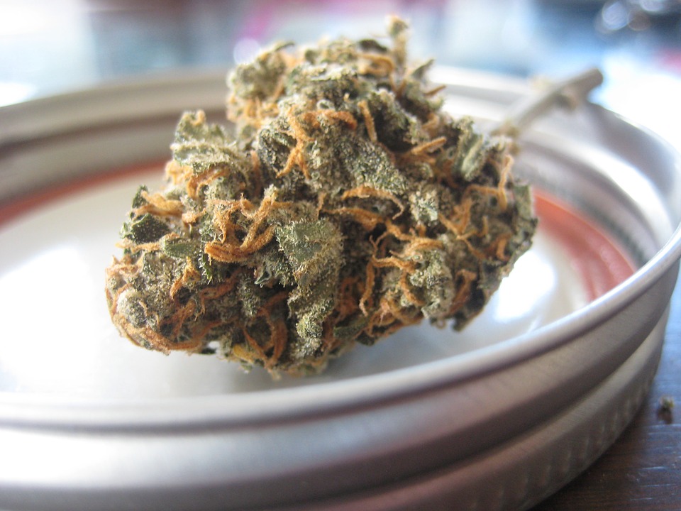 La règlementation des essais-pilotes sur le cannabis serait-elle trop dure ?